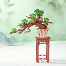 Hands Craft | Evergreen Pine Bonsai