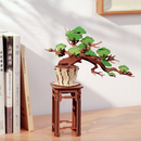 Hands Craft | Evergreen Pine Bonsai