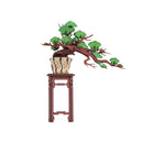 Hands Craft | Evergreen Pine Bonsai