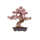 Hands Craft | Sakura Bonsai